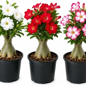 Set of 3 Mixed Desert Rose Live Plants, 4-7 inch Tall Adenium Succulents for Pots & Patio - Image 1
