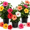 Set of 3 Mixed Hardy Hibiscus Live Plants, 4-7 Inches Tall, Rooted Flowering Shrubs Outdoor - Image 1