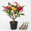 Set of 3 Mixed Plumeria Cuttings - Tropical Frangipani Plants for Outdoor Garden Growing, 8-12 Inches - Image 1