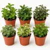 Set of 3 Random Mint Live Plants – Culinary Herb Starter Plants – 4-7 Inch Tall – Indoor/Outdoor - Image 1