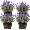Set of 4 Lavender Live Plants, 4-6 Inches Tall, Fragrant Blue-Purple Herb Shrub for Outdoor Garden & Patio - Image 1