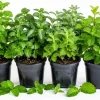 Set of 4 Mint Live Plants - Fragrant Culinary Herb Starter Plants 4-7 Inch Tall - Image 1