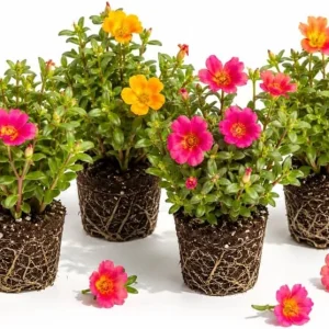 Set of 4 Mixed Portulaca Live Plants – Moss Rose Starter Plants, 4-6 Inches Tall, Outdoor Flowering - Image 1