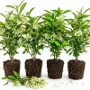Set of 4 Night Blooming Jasmine Live Plants, 4-6 Inch Tall, White Flowers, Indoor/Outdoor - Image 1