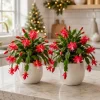 Set of 4 Red Christmas Cactus Live Plants, Tropical Houseplant, 4-8 Inch Tall - Image 1