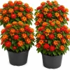 Set of 4 Red Lantana Live Plants, Bicolor Flowering Outdoor Garden Starter Plants, 4-7 Inch Tall - Image 1