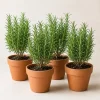 Set of 4 Rosemary Live Plants, 4-7 Inch Herb Starter Plants for Gardening & Patio - Image 1