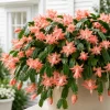 Set of 4 Salmon Christmas Cactus Live Plant Cuttings, 4-8 Inch Tall, No Pot - Image 1