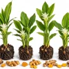 Set of 4 Yellow Turmeric Live Plants, Curcuma Longa Starter, 4-7 Inches Tall, Herb for Indoor/Outdoor - Image 1