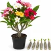 Set of 6 Plumeria Cuttings - Mixed Tropical Frangipani Varieties - Unrooted Live Plant Cuttings for Garden & Pots - Image 1