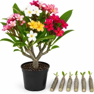 Set of 6 Plumeria Cuttings - Mixed Tropical Frangipani Varieties - Unrooted Live Plant Cuttings for Garden & Pots - Image 1