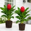 Shampoo Ginger Live Plant, Set of 2, Zingiber Zerumbet, Red Ginger Lily, 4-8 Inch Tall, Outdoor - Image 1