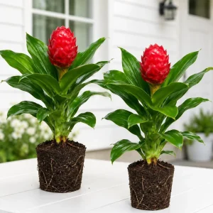 Shampoo Ginger Live Plant, Set of 2, Zingiber Zerumbet, Red Ginger Lily, 4-8 Inch Tall, Outdoor - Image 1