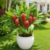 Shampoo Ginger Live Plant (Zingiber Zerumbet) 4-8 Inch Tall - Outdoor Tropical Red Ginger Lily - Image 1