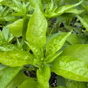 Shishito Pepper Live Plants – 3 Pack – 4-7 inch – Spring Garden Seedlings - Image 2