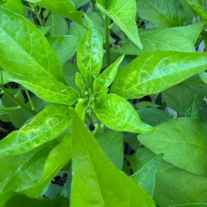 Shishito Pepper Live Plants – 3 Pack – 4-7 inch – Spring Garden Seedlings - Image 3