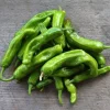 Shishito Pepper Live Plants – 3 Pack – 4-7 inch – Spring Garden Seedlings - Image 1