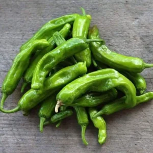 Shishito Pepper Live Plants – 3 Pack – 4-7 inch – Spring Garden Seedlings - Image 1