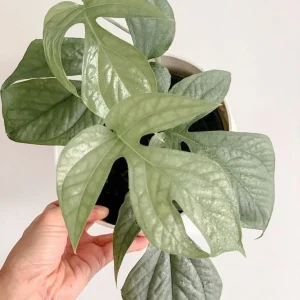 Silver Monstera Amydrium Live Plant - Rare Indoor Houseplant - Silver Foliage - Image 2