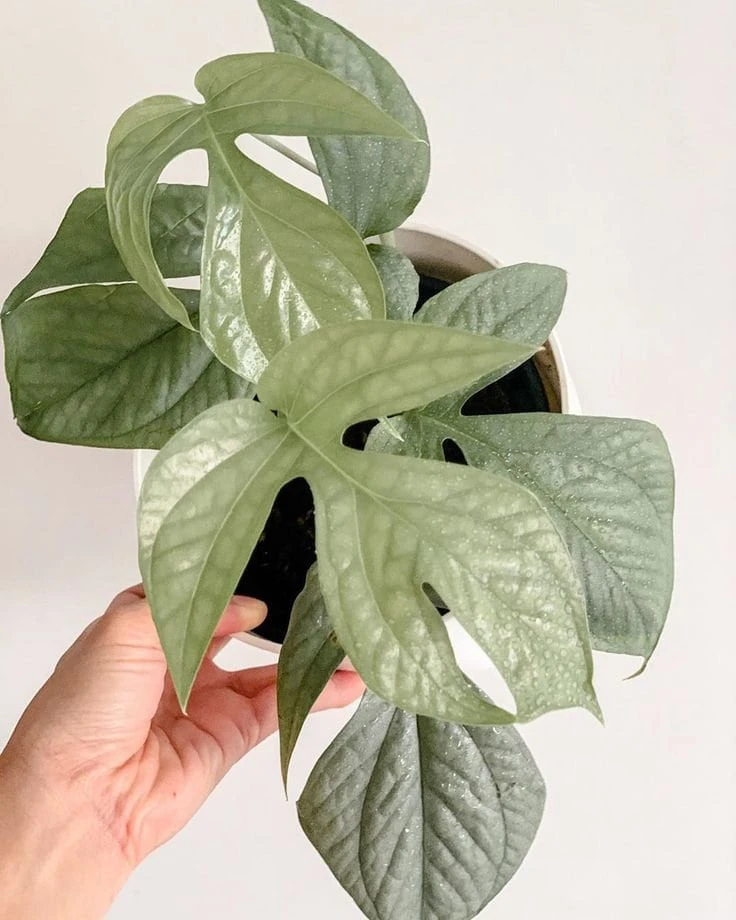 Silver Monstera Amydrium Live Plant - Rare Indoor Houseplant - Silver Foliage - Image 2