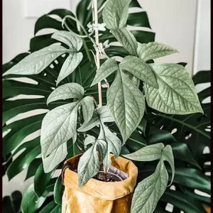 Silver Monstera Amydrium Live Plant - Rare Indoor Houseplant - Silver Foliage - Image 3