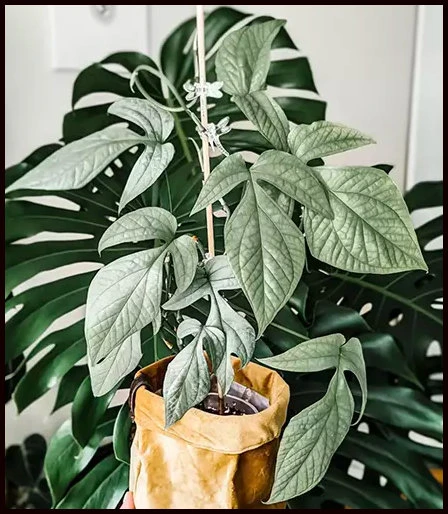 Silver Monstera Amydrium Live Plant - Rare Indoor Houseplant - Silver Foliage - Image 3