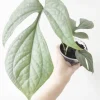 Silver Monstera Amydrium Live Plant - Rare Indoor Houseplant - Silver Foliage - Image 1