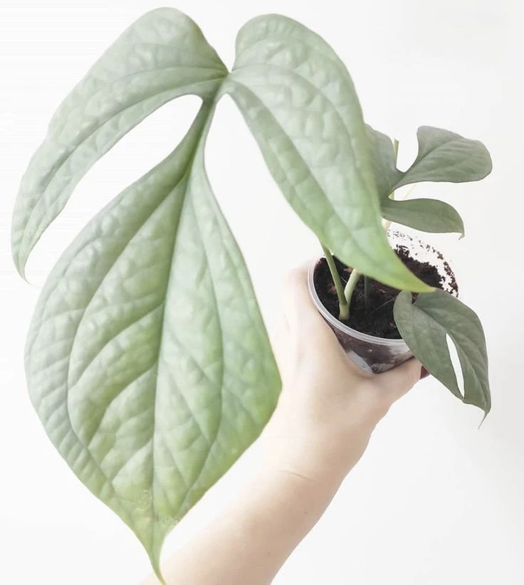 Silver Monstera Amydrium Live Plant - Rare Indoor Houseplant - Silver Foliage - Image 1