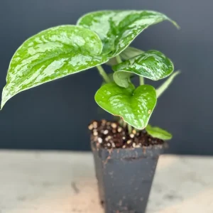 Silver Satin Pothos Live Plant - Scindapsus Pictus Exotica Houseplant - Image 2