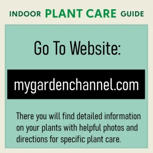Silver Satin Pothos Live Plant - Scindapsus Pictus Exotica Houseplant - Image 3