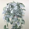 Silver Satin Pothos Live Plant - Scindapsus Pictus Exotica Houseplant - Image 1