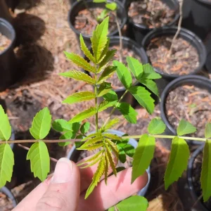 Smooth Sumac Tree – Live Plant – 1 Gallon Pot – Outdoor – Deciduous Shrub - Image 2