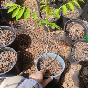 Smooth Sumac Tree – Live Plant – 1 Gallon Pot – Outdoor – Deciduous Shrub - Image 3