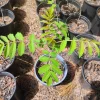 Smooth Sumac Tree – Live Plant – 1 Gallon Pot – Outdoor – Deciduous Shrub - Image 1