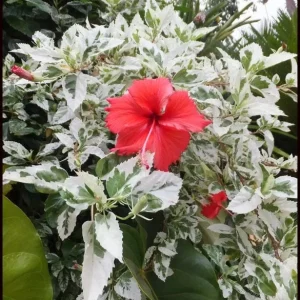 Snow Queen Hibiscus Live Plant – White Flowers – Perennial – 6-8 Feet Tall – Zone 4-9 - Image 2