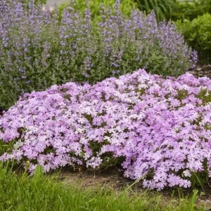Soft Spring Pink Creeping Phlox Live Plant - Ground Cover, Pink Flowers, USDA Zones 3-9 - Image 2