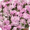 Soft Spring Pink Creeping Phlox Live Plant - Ground Cover, Pink Flowers, USDA Zones 3-9 - Image 1