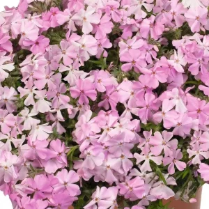 Soft Spring Pink Creeping Phlox Live Plant - Ground Cover, Pink Flowers, USDA Zones 3-9 - Image 1