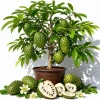 Soursop Live Plant - Guanabana Tropical Fruit Tree, 5-10 Inches Tall, Annona muricata - Image 1