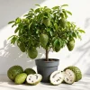 Soursop Live Plant (Guanabana) Tropical Fruit Tree, Annona Muricata, 5-10 In Tall - Image 1