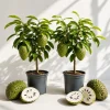 Soursop Live Plant Pack of 2, Guanabana Tropical Tree for Planting, 5-10 Inches Tall - Image 1