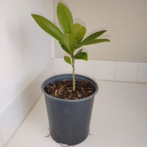 Southern Magnolia Tree Live Plant – 1 Gallon Pot – Outdoor – 12 inches tall - Image 2