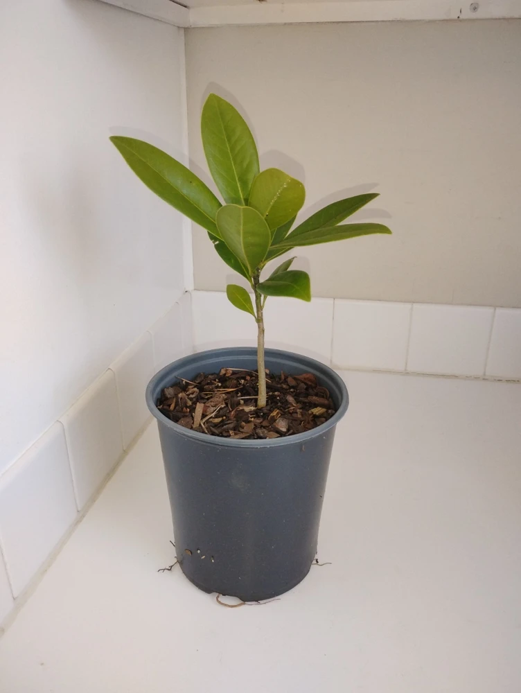 Southern Magnolia Tree Live Plant – 1 Gallon Pot – Outdoor – 12 inches tall - Image 2