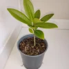 Southern Magnolia Tree Live Plant – 1 Gallon Pot – Outdoor – 12 inches tall - Image 1