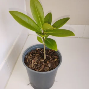Southern Magnolia Tree Live Plant – 1 Gallon Pot – Outdoor – 12 inches tall - Image 1