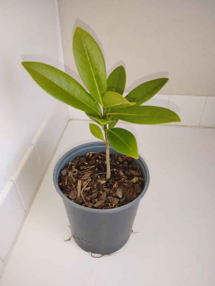 Southern Magnolia Tree Live Plant – 1 Gallon Pot – Outdoor – 12 inches tall - Image 1