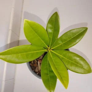 Southern Magnolia Tree Live Plant – 1 Gallon Pot – Outdoor – 12 inches tall - Image 3