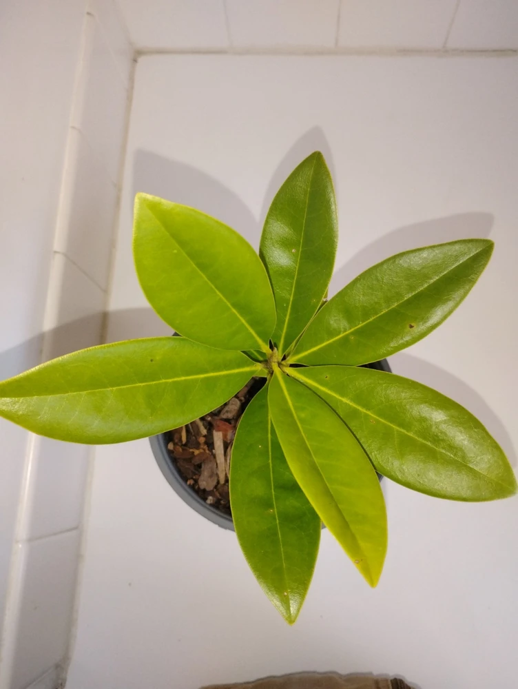 Southern Magnolia Tree Live Plant – 1 Gallon Pot – Outdoor – 12 inches tall - Image 3