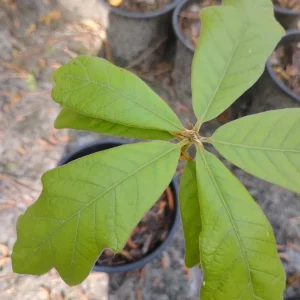 Southern Red Oak Tree Live Plant - 1 Gallon Pot - Outdoor Quercus falcata - Image 2