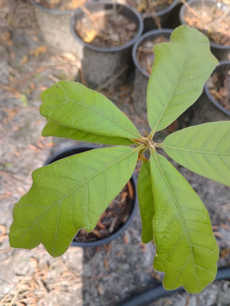 Southern Red Oak Tree Live Plant - 1 Gallon Pot - Outdoor Quercus falcata - Image 2